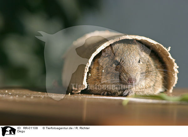 Degu / octodon / RR-01108