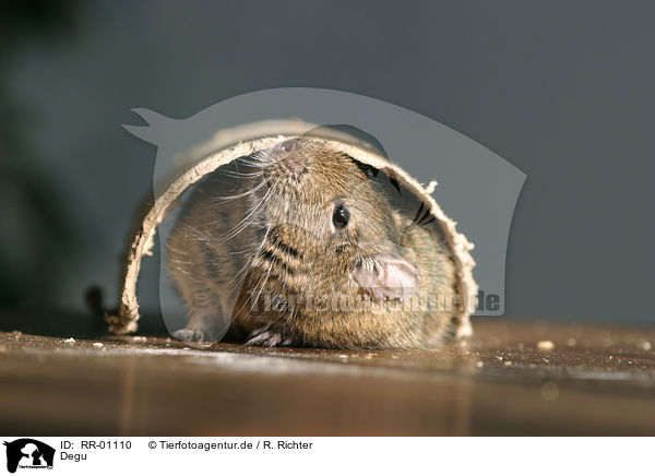 Degu / octodon / RR-01110
