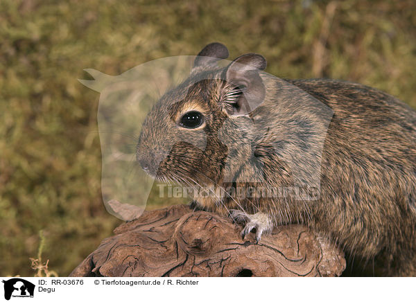 Degu / Octodon / RR-03676