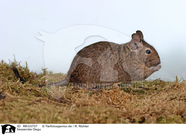 fressender Degu / RR-03707