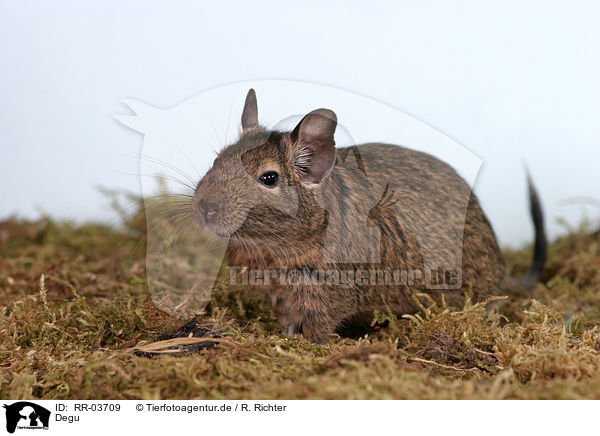 Degu / RR-03709