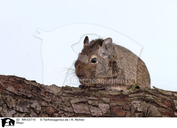 Degu / RR-03710