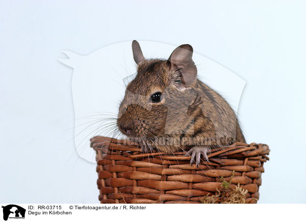 Degu im Krbchen / RR-03715