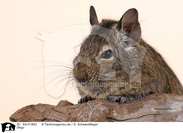 Degu / SS-01863