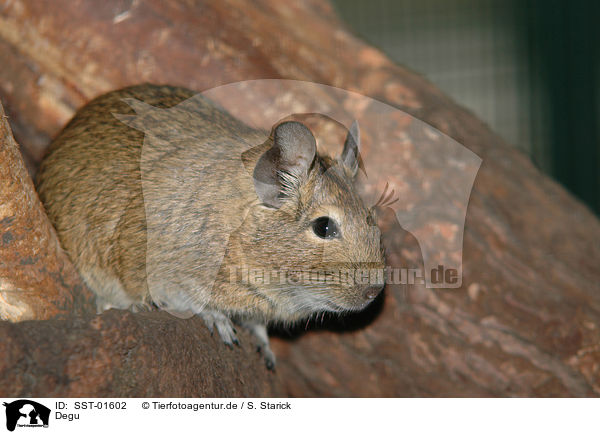 Degu / degu / SST-01602