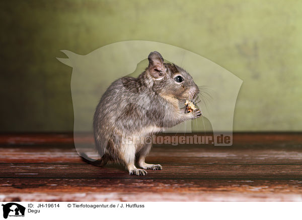 Degu / Degu / JH-19614