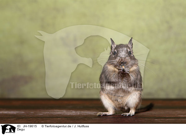 Degu / Degu / JH-19615