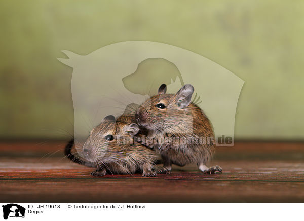 Degus / JH-19618