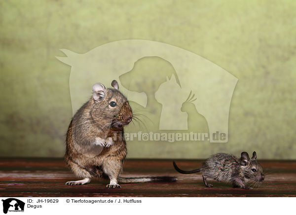 Degus / Degus / JH-19629