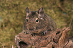 Degu