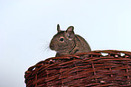 Degu im Krbchen