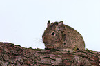 Degu