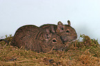 Degus