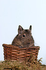 Degu im Krbchen