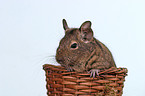 Degu im Krbchen