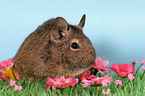 Degu