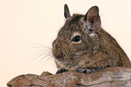 Degu