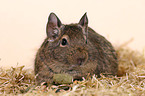 Degu