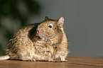 Degu