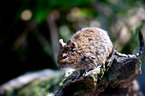 Degu