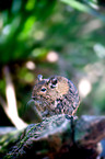 Degu