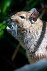 Degu