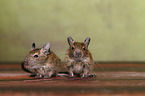 Degus