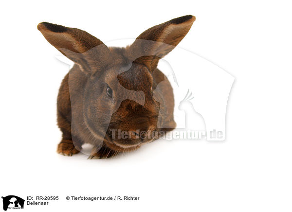 Deilenaar / Deilenaar Rabbit / RR-28595