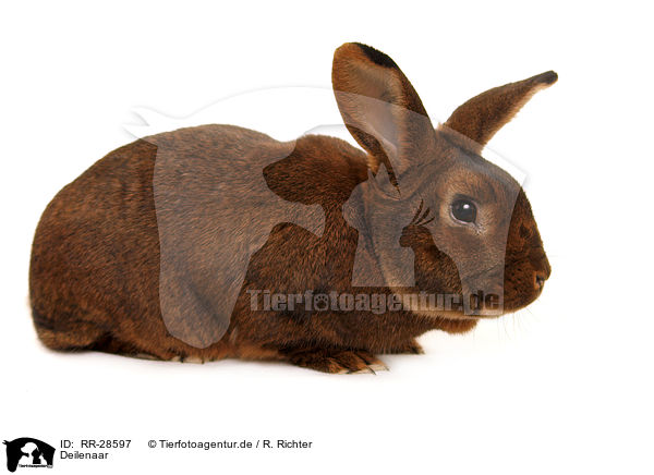 Deilenaar / Deilenaar rabbit / RR-28597