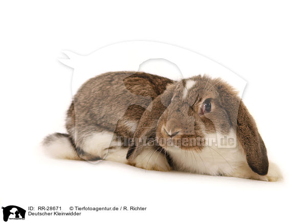 Deutscher Kleinwidder / lop-eared bunny / RR-28671