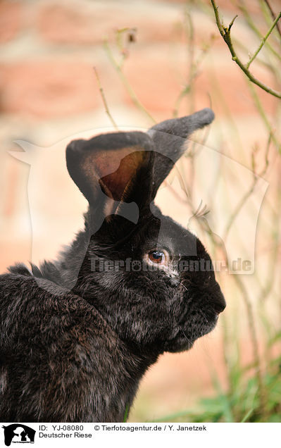 Deutscher Riese / German Giant / YJ-08080