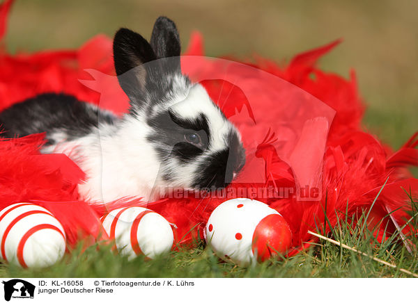 junger Deutscher Riese / young German Giant / KL-16058