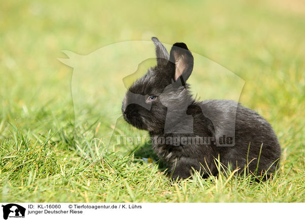 junger Deutscher Riese / young German Giant / KL-16060