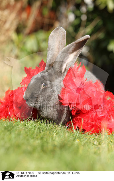 Deutscher Riese / German Giant / KL-17000