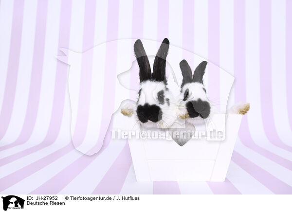 Deutsche Riesen / German Giants / JH-27952