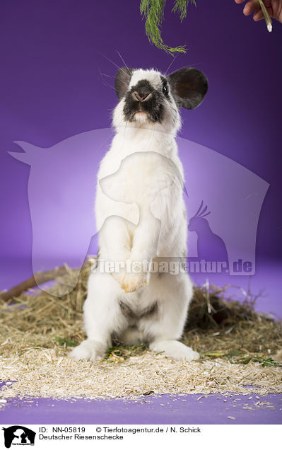 Deutscher Riesenschecke / giant rabbit / NN-05819