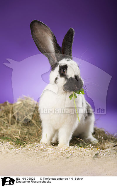 Deutscher Riesenschecke / giant rabbit / NN-05823