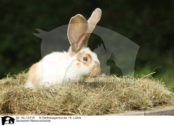 Deutscher Riesenschecke / KL-13715