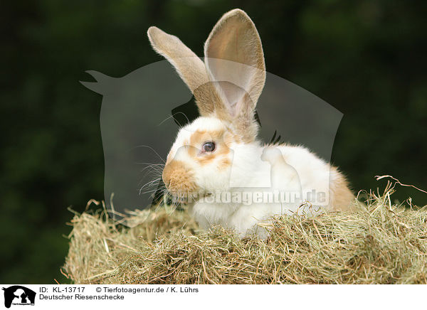 Deutscher Riesenschecke / KL-13717