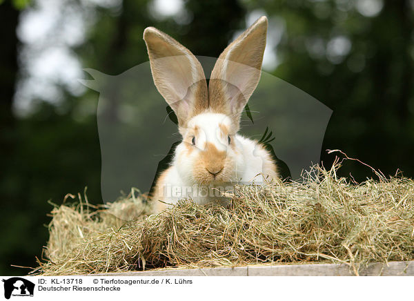 Deutscher Riesenschecke / KL-13718
