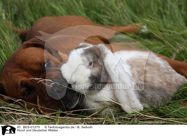 Hund und Deutscher Widder / dog and bunny / BES-01275