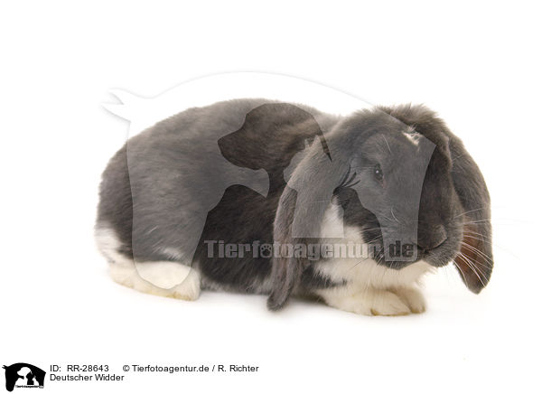 Deutscher Widder / lop-eared bunny / RR-28643