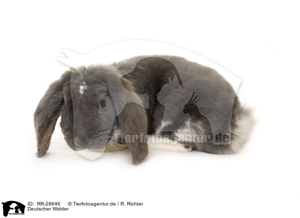 Deutscher Widder / lop-eared bunny / RR-28646