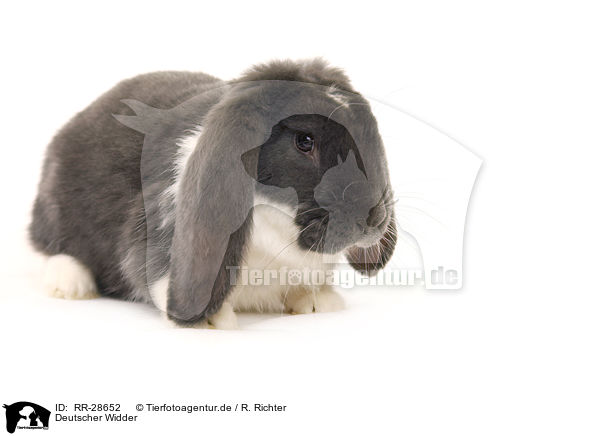 Deutscher Widder / lop-eared bunny / RR-28652