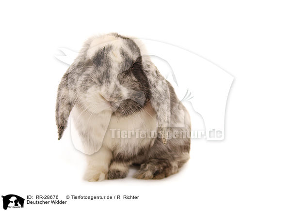 Deutscher Widder / lop-eared bunny / RR-28676