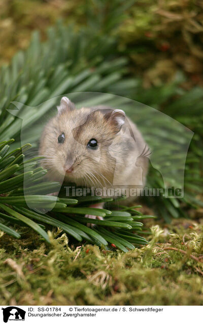 Dsungarischer Zwerghamster / Dzhungarian dwarf hamster / SS-01784