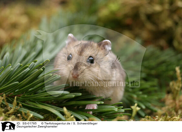 Dsungarischer Zwerghamster / Dzhungarian dwarf hamster / SS-01785