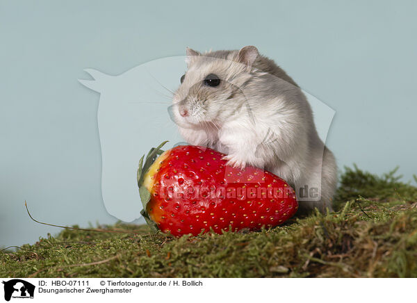 Dsungarischer Zwerghamster / Dzhungarian dwarf hamster / HBO-07111