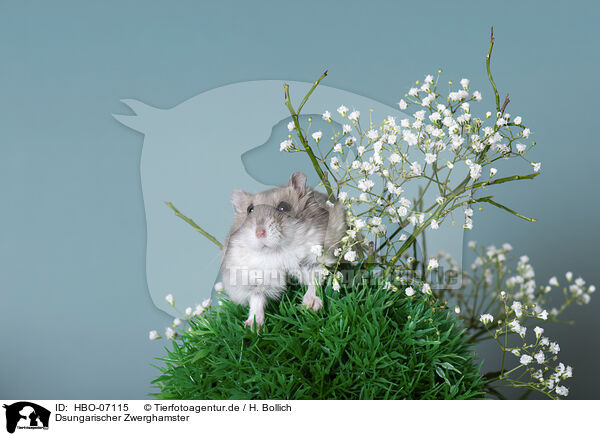 Dsungarischer Zwerghamster / Dzhungarian dwarf hamster / HBO-07115