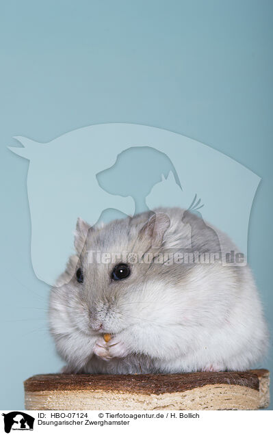 Dsungarischer Zwerghamster / Dzhungarian dwarf hamster / HBO-07124